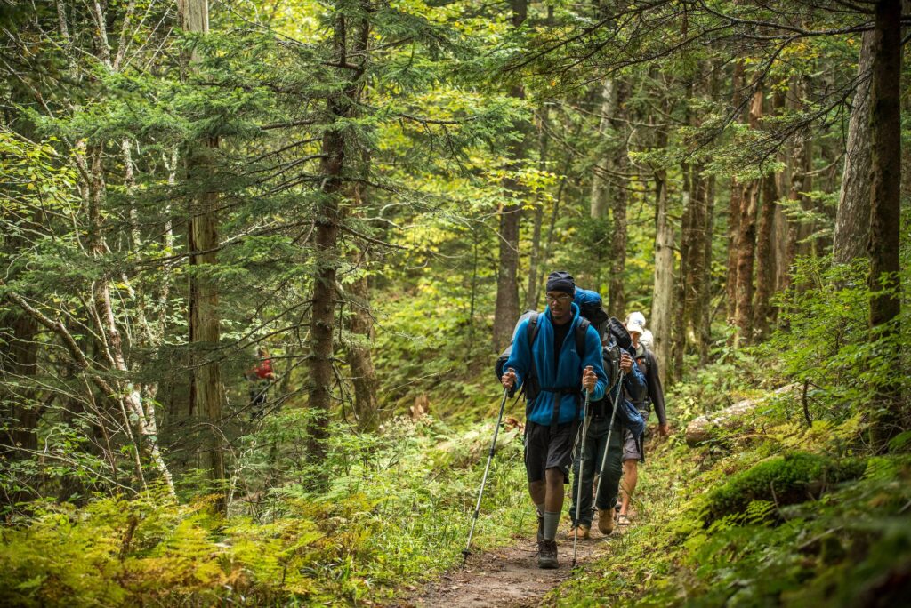 hikers following a trail in a green forest